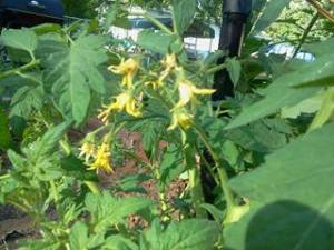 969552_464342920314232_2077160837_n