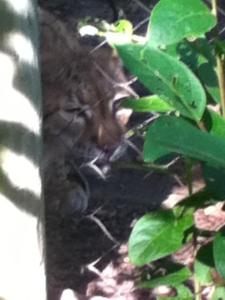 1001151_432780216819218_1058394644_n