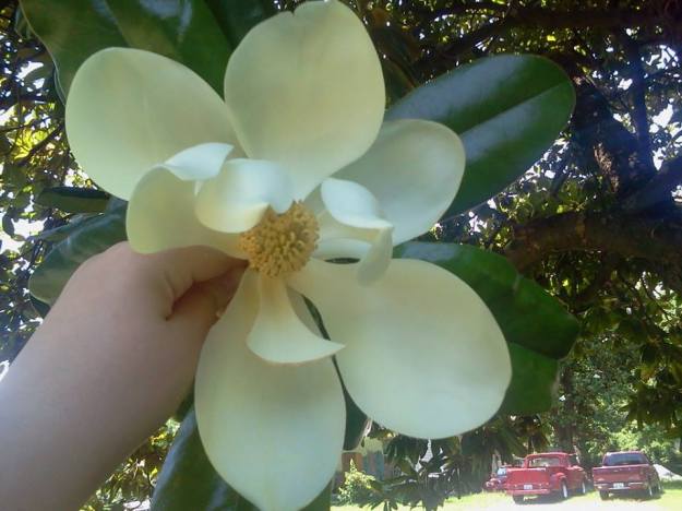 1013415_473852689363255_1390654141_n