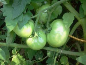 1014340_473852806029910_1247598794_n