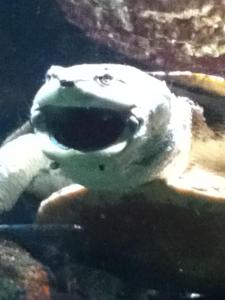 483099_432780053485901_1122710766_n