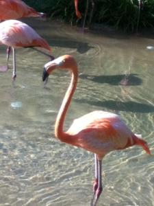 5387_432780426819197_1832411797_n