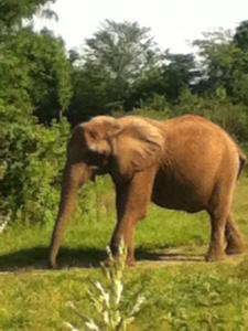 7243_432780156819224_538715890_n