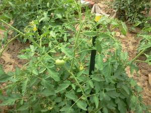 935716_470715139677010_1407738799_n