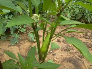 936144_470715239677000_41355465_n