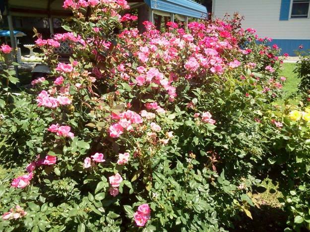 21374_485942208154303_2084521488_n