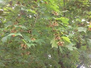 1014217_501920073223183_294007491_n