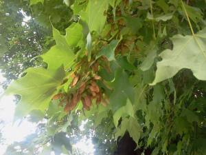 1186185_501920006556523_1979175296_n