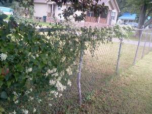 1186950_501920116556512_264272761_n