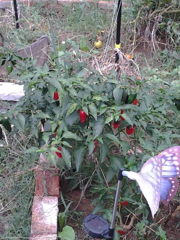 1382925_516718991743401_1131405712_n