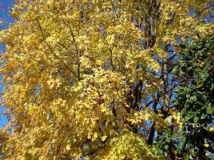 1459052_544761685605688_1244039556_n