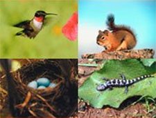 wildlifeweek_225.jpg__225x1000_q85